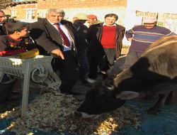 Besiciliğe organik yaklaşım